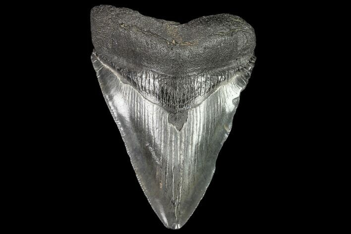 Fossil Megalodon Tooth - Georgia #109321